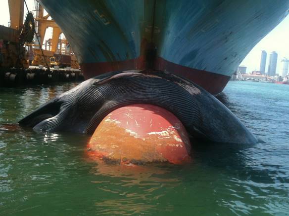 Picture by Sopaka Karunasundara – Dead whale on shipping vessels’ bowl - Colombo