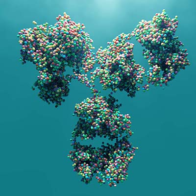 antibody