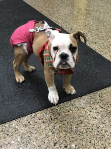 Bulldog puppy Darla at a follow-up appointment