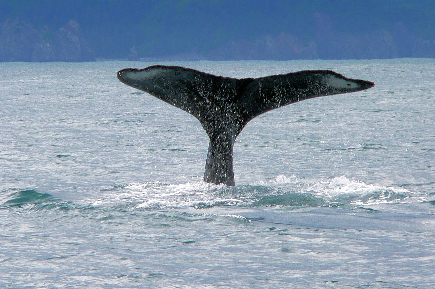 Whale Tale