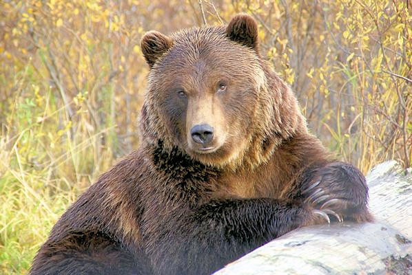 Katmai Bear