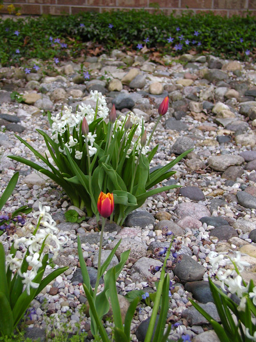 Hyacinth Flower