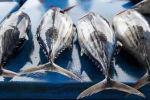 Fish on a Plate