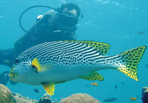 Fish Underwater