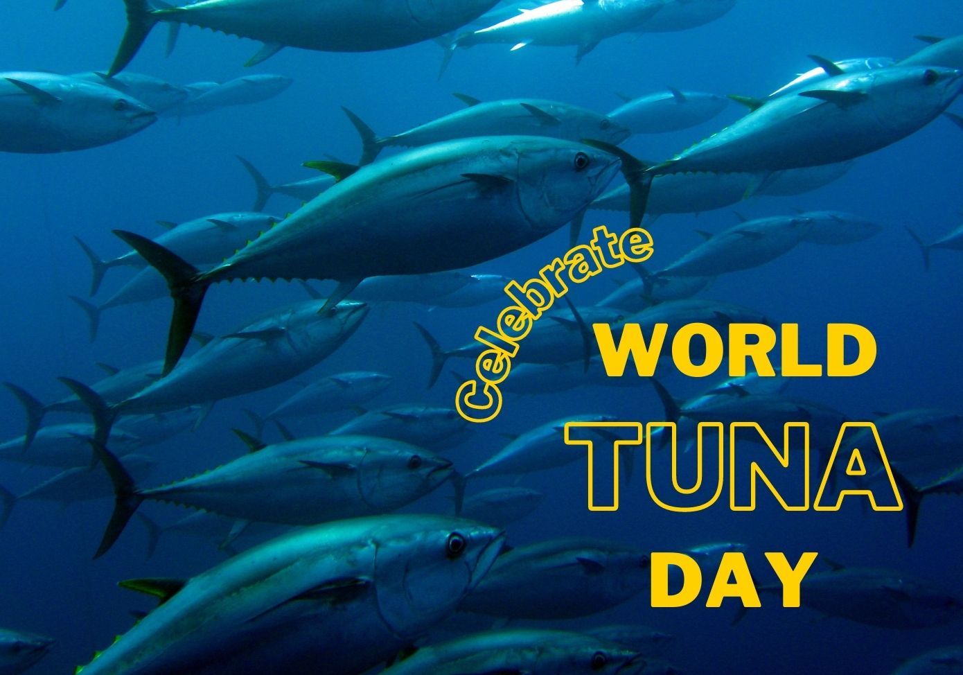 world tuna day image
