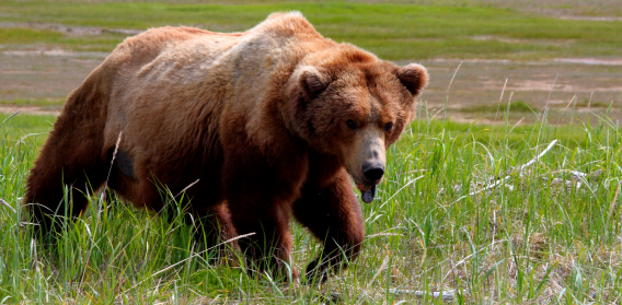 Bear