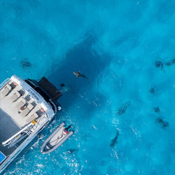 Hammerheads in the Galapagos
